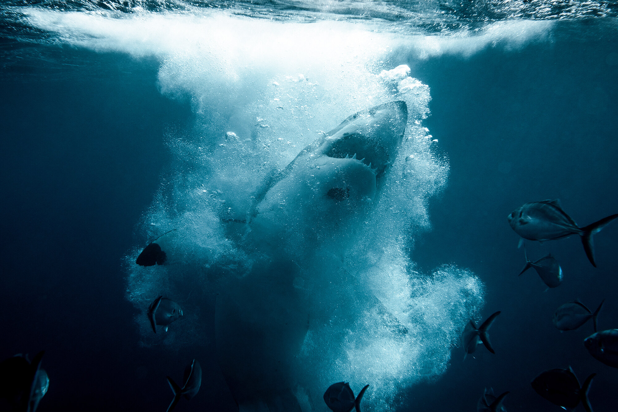 EMERGE - Photographs of sharks always provoke feeling. Like most surfers I always had a healthy appreciation (if you can call it that) of sharks and the unknown. I'd seen quite a few shark species over the many years I've spent on or in the water, but it wasn't until I had the opportunity to see big Whites down in Port Lincoln, SA did it really change my perception of them. An awe inspiring animal which are as cunning and intelligent as they are intimidating. We still have so much to learn about and from these creatures - there's a reason they've been on our planet for 450 million years. This image is part of a breach sequence captured on its decent back into the water.
